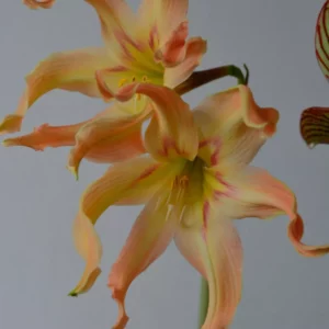Alternative view of Hippeastrum Evansiarum X Rio Negro - 1 bulb.