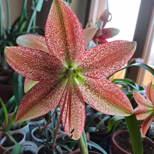 Alternative view of Hippeastrum Pardinum X Evansiarum 1 bulb.