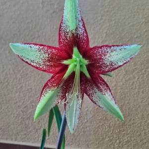 Alternative view of Hippeastrum Pardinum X Leucopardinum 1 bulb.