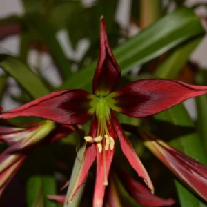Alternative view of Hippeastrum Tutti Frutti x papilio 1 bulb.