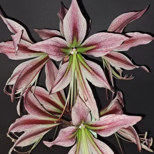 Hippeastrum Evansiarum X Rio Negro - 1 bulb.