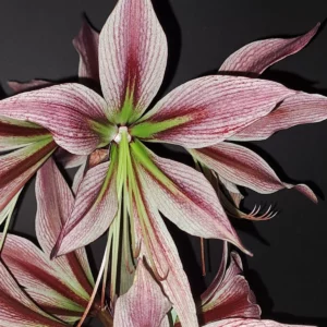 Hippeastrum APn8 x Rio Negro- 10 seeds.