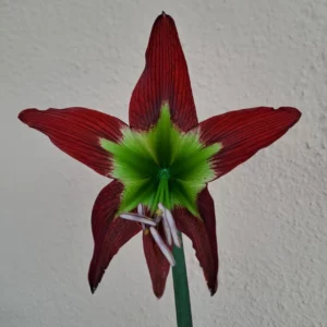 Hippeastrum Green and Saturn - 1 bulb.