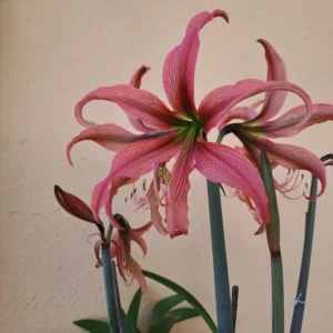 Alternative view of Hippeastrum Harushigure Hybrid n2 - 1 bulb.