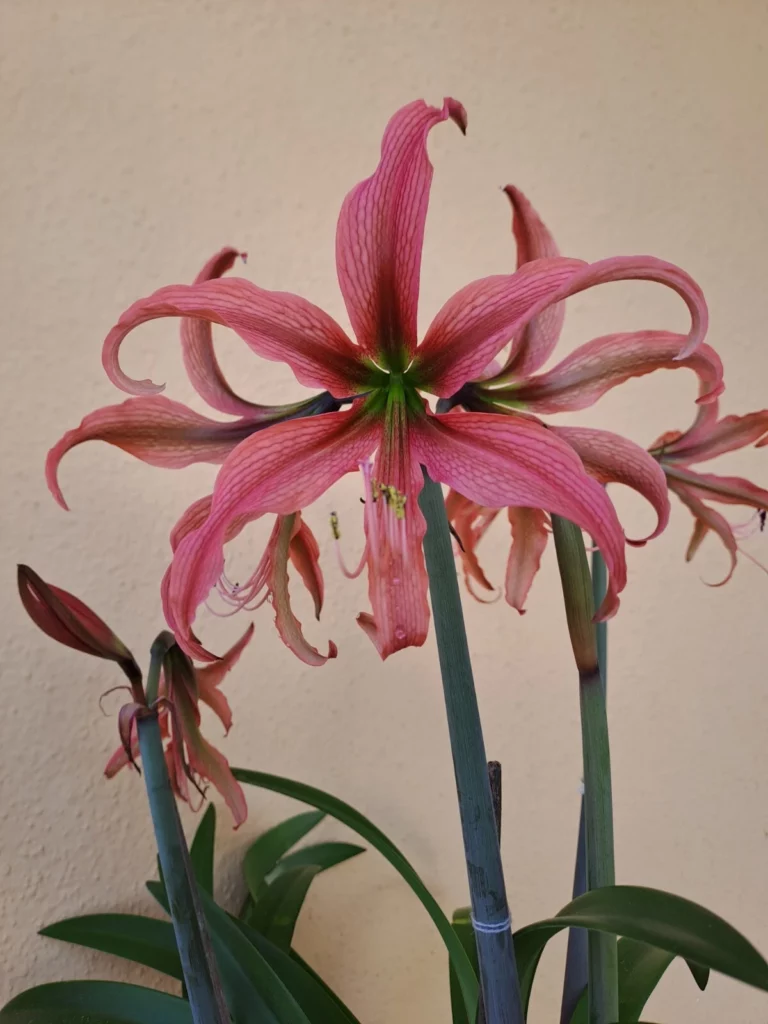 Hippeastrum Harushigure Hybrid n2 - 1 bulb.