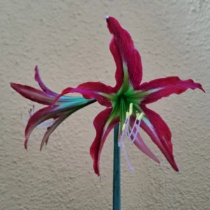 Hippeastrum YMn2 - 1 bulb.