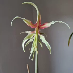 Hippeastrum Cybister hybrid ''C#1810'- 1 bulb.
