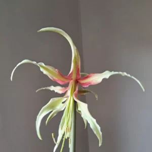 Alternative view of Hippeastrum Cybister hybrid ''C#1810'- 1 bulb.