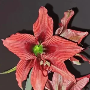 Alternative view of Hippeastrum APn8 x Rio Negro- 10 seeds.