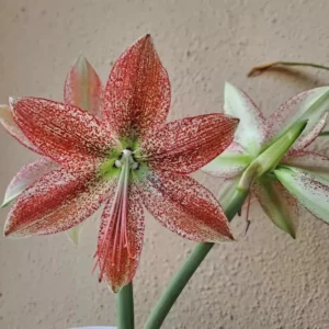 Hippeastrum APn8 x Pardinum - 10 seeds.