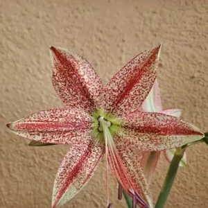 Alternative view of Hippeastrum APn8 x Pardinum - 10 seeds.
