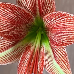 Hippeastrum Happy Valley x Lapacense - 10 seeds.