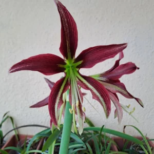 Hippeastrum ESS x Machipijense - 10 seeds.