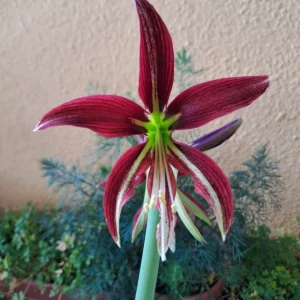 Hippeastrum AHn2 x ESSn1 - 10 seeds.