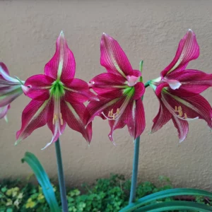 Alternative view of Hippeastrum Yellow Hybrid X Machupijchense Hyb. 10 seeds