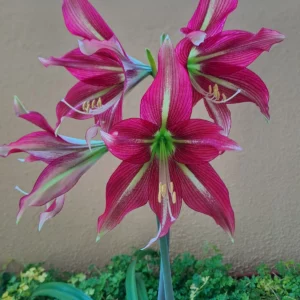 Hippeastrum Machipijense Hyb. X Leucopardinum 10 seeds.