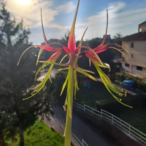 Alternative view of Hippeastrum Cybister X RDSn4 - 8 seeds.