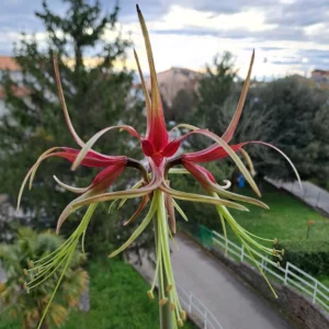 Alternative view of Hippeastrum MHn1. X Cybister - 10 seeds.