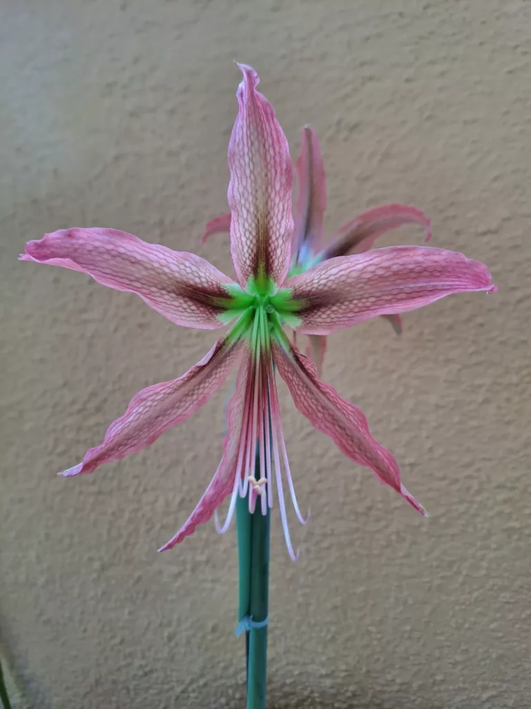 Hippeastrum AHn1  - 1 bulb / offset 1,8cm.