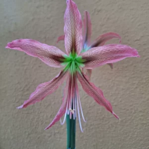 Hippeastrum ESSn1 x AH n1 - 10 seeds.