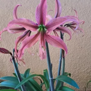 Hippeastrum Tarantula x AHn2 - 10 seeds.
