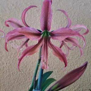 Hippeastrum AHn2 x Kaphlua hyb. - 10 seeds.