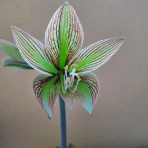 Alternative view of Hippeastrum AP x Iguazuanum - 10 seeds.