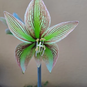 Hippeastrum AP x Iguazuanum - 10 seeds.
