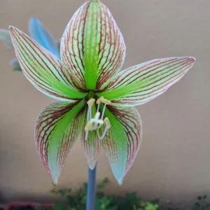 Hippeastrum KMHn2 X iguazuanum 10 seeds.