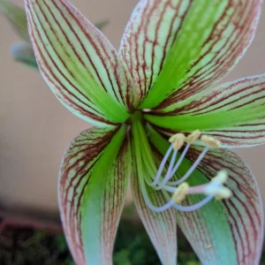 Alternative view of Hippeastrum KMHn2 X iguazuanum 10 seeds.