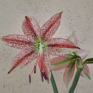 Alternative view of Hippeastrum Lapacense Hybrid X Pardinum 10 seeds.