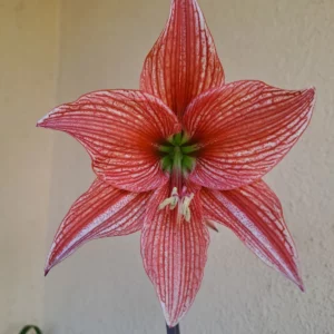 Hippeastrum Lapacense Hybrid X Pardinum 10 seeds.