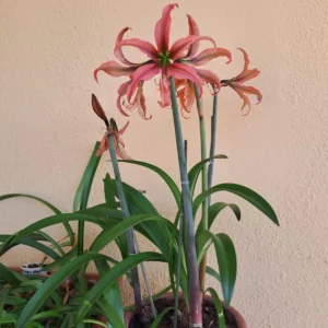 Alternative view of Hippeastrum AHn2 x Dragon - 10 seeds.