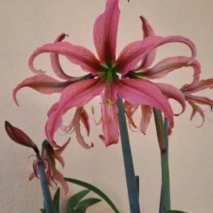 Alternative view of Hippeastrum Aulicum var Robustum x AHn2 - 10 seeds.