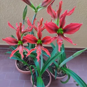 Alternative view of Hippeastrum Aulicum var Robustum x AHn1- 10 seeds.