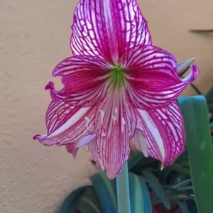 Hippeastrum LPn2 x Autumn Rose Lady variegated - 10 seeds.