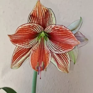 Hippeastrum LPn1 X CM - 10 seeds.