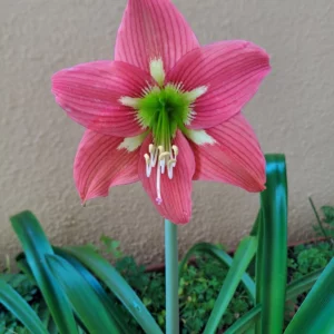 Hippeastrum ESN X CM - 10 seeds.