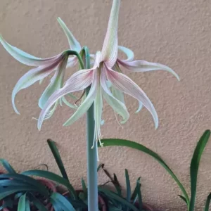 Alternative view of Hippeastrum White Nile x  Tarantula - 10 seeds.
