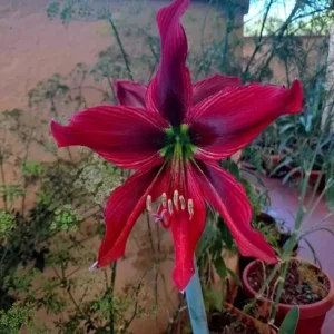 Alternative view of Hippeastrum APn9 x Tarantula - 10 seeds.