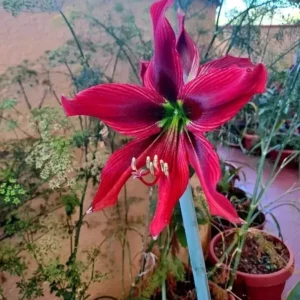 Hippeastrum APn9 x Tarantula - 10 seeds.