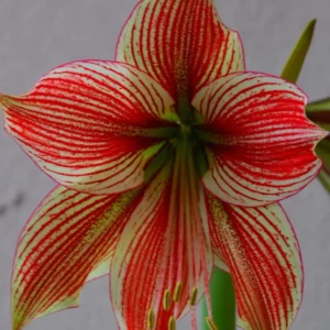 Alternative view of Hippeastrum APn6 x Exotic Star - 10 seeds.