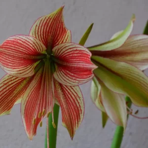 Hippeastrum APn6 x Exotic Star - 10 seeds.