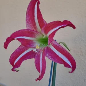 Alternative view of Hippeastrum APn8 X Tennyo No Mai Variegated- 10 seeds.