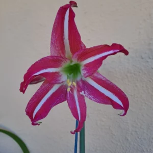 Alternative view of Hippeastrum Ratatouille X Tennyo No May Variegated - 10 seeds