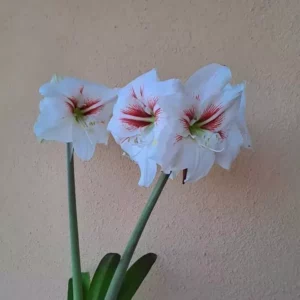 Hippeastrum Twinkle Star x Elza - 10 seeds.