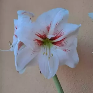 Alternative view of Hippeastrum Daphne x Elza 10 seeds.