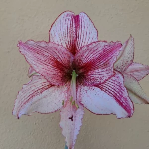 Hippeastrum  Relevation x self - 10 seeds.