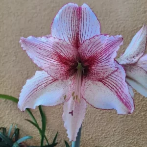Hippeastrum Elza x Relevation - 10 seeds.