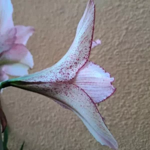 Alternative view of Hippeastrum Relevation X Tennyo No Mai Variegated- 10 seeds.